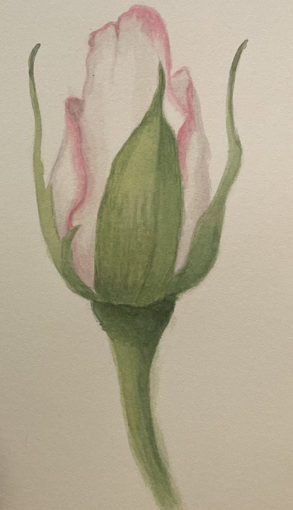 Rosebud