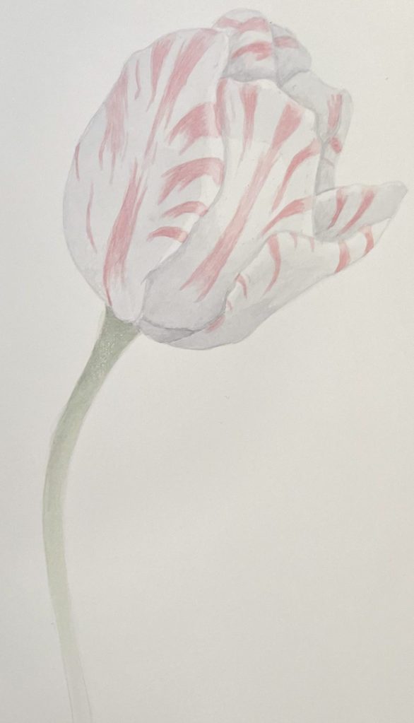 Tulip