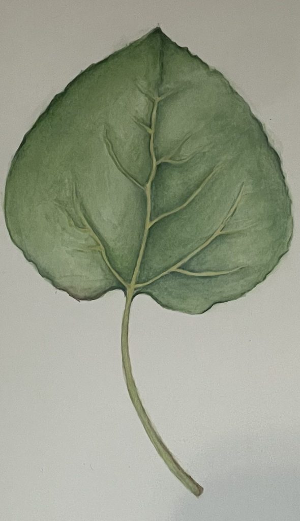 Leaf