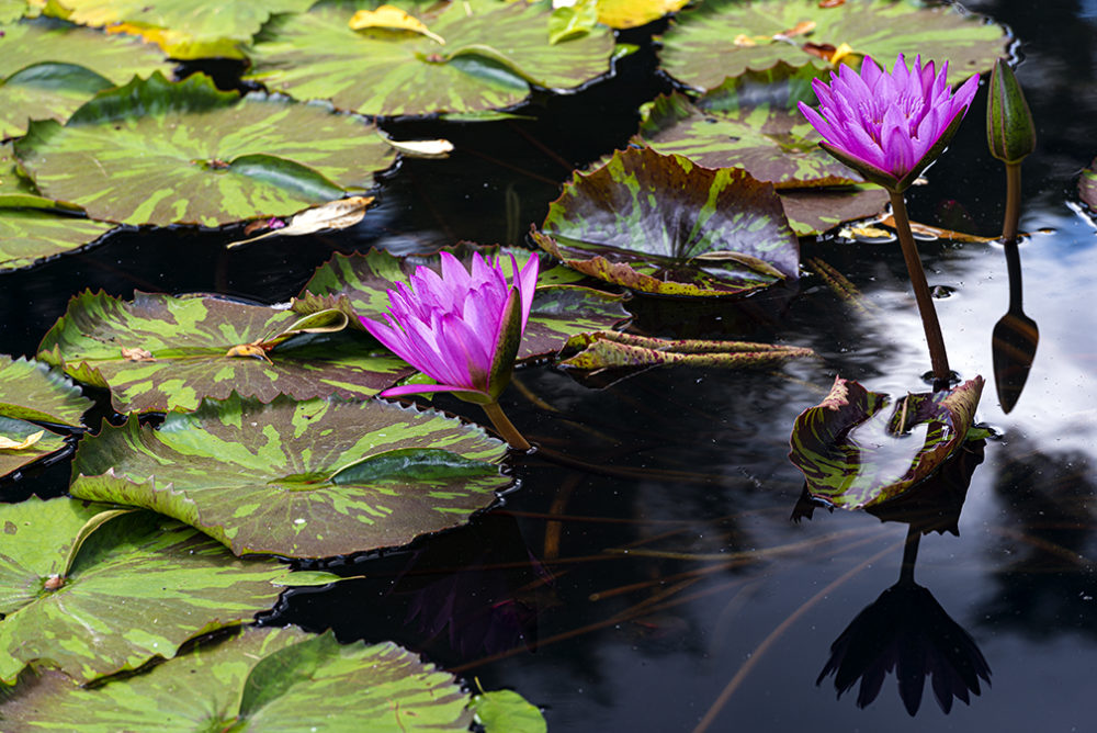 Flowers Unpolarized